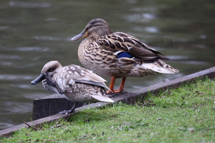 Marbled Duck
