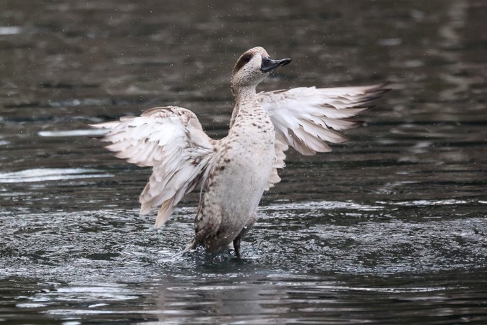Marbled Duck