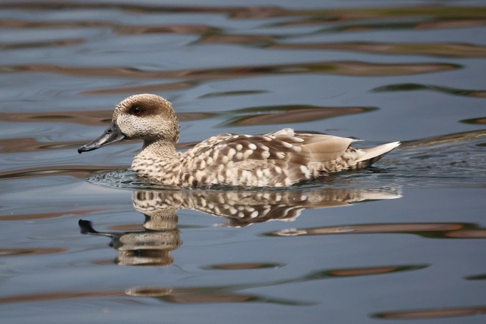 Marbled Duck