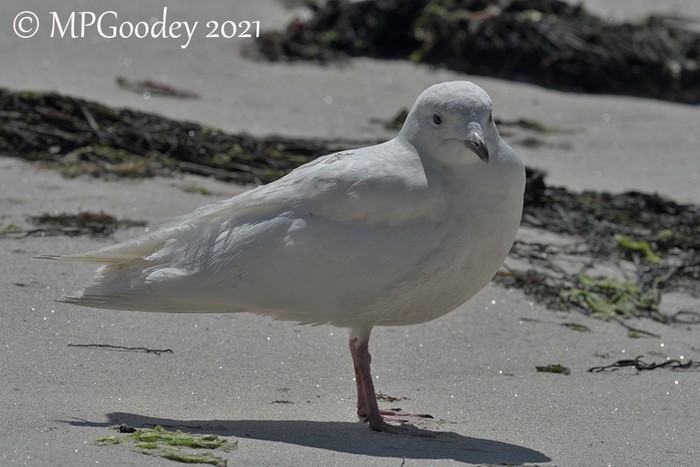 Iceland Gull