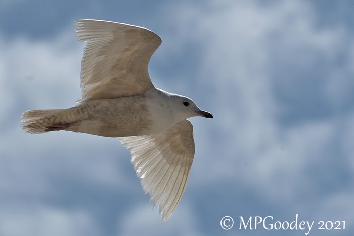Iceland Gull