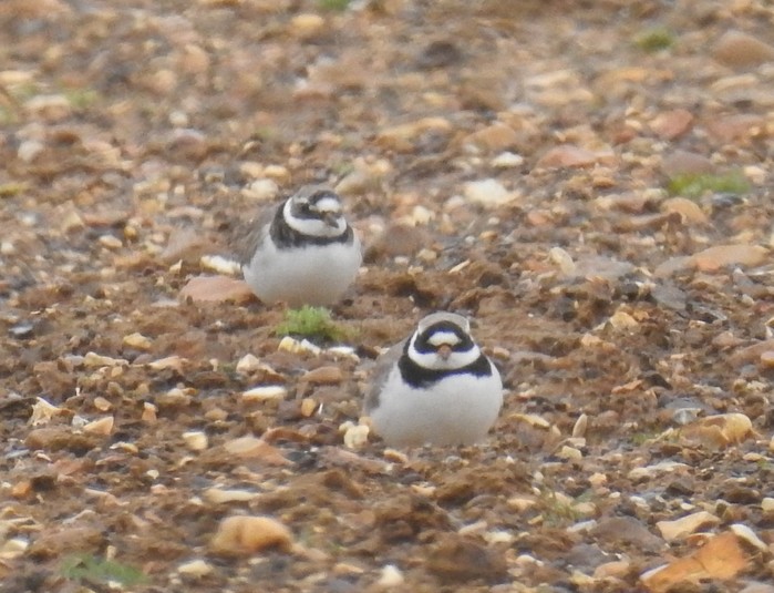 Ringed Plover