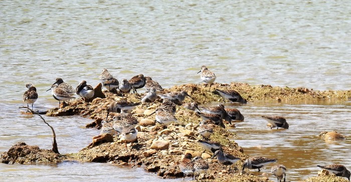 Dunlin