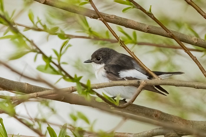 Pied Flycatcher