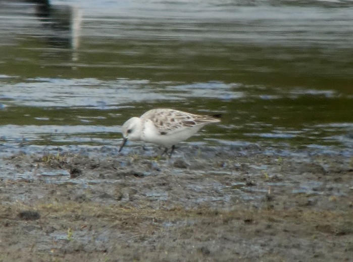 Sanderling
