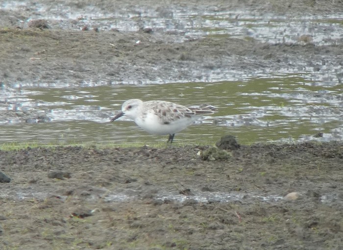 Sanderling