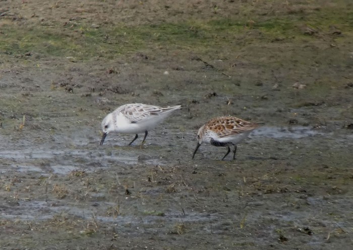 Sanderling