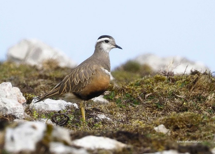Dotterel