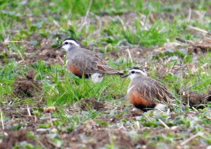 Dotterel