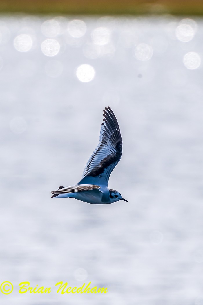 Little Gull