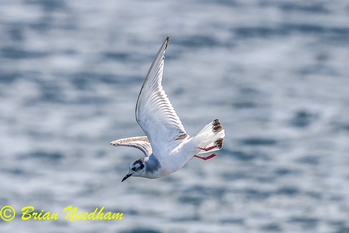 Little Gull