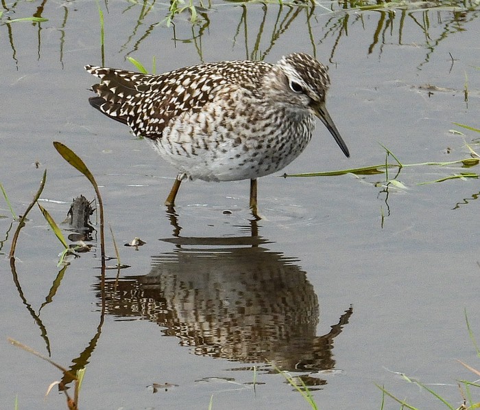 Wood Sandpiper