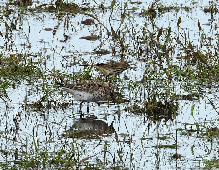 Curlew Sandpiper