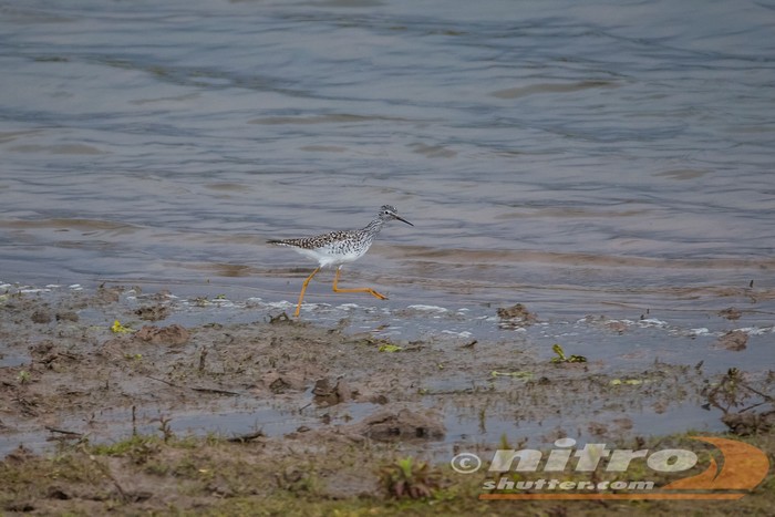 Lesser Yellowlegs