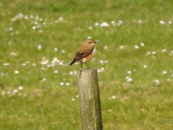Wheatear