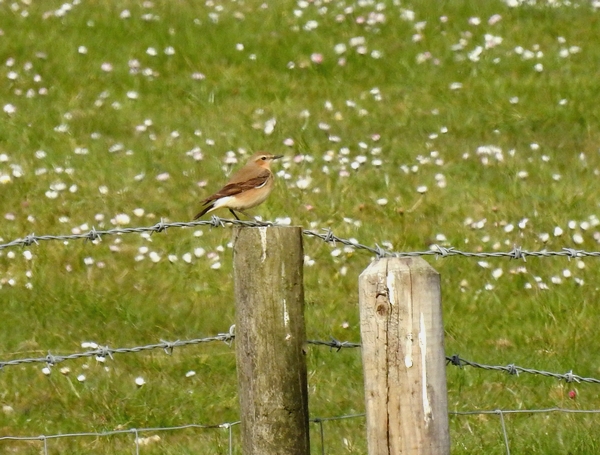 Wheatear