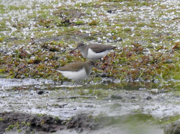 Common Sandpiper