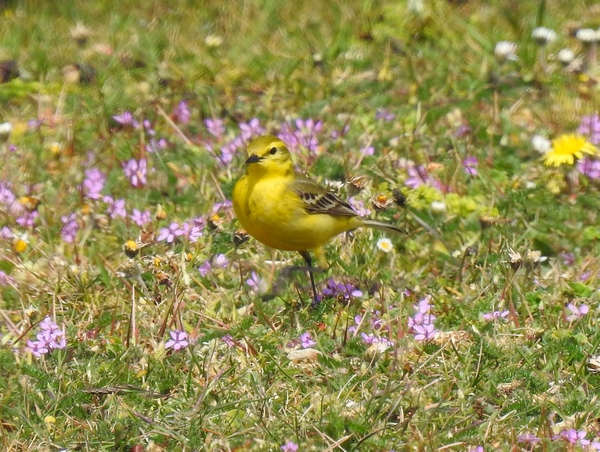 Yellow Wagtail