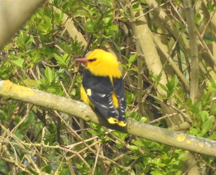 Golden Oriole