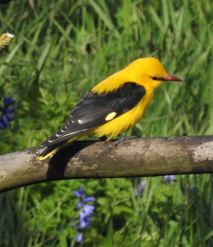Golden Oriole
