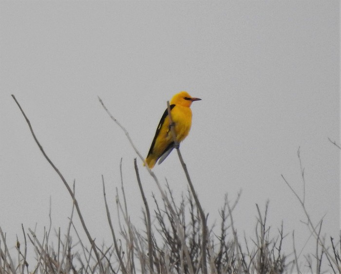 Golden Oriole