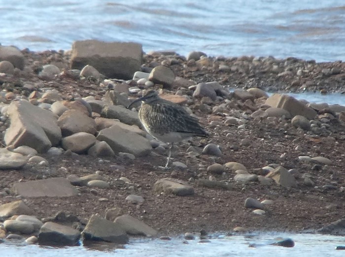 Whimbrel