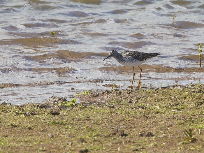 Lesser Yellowlegs