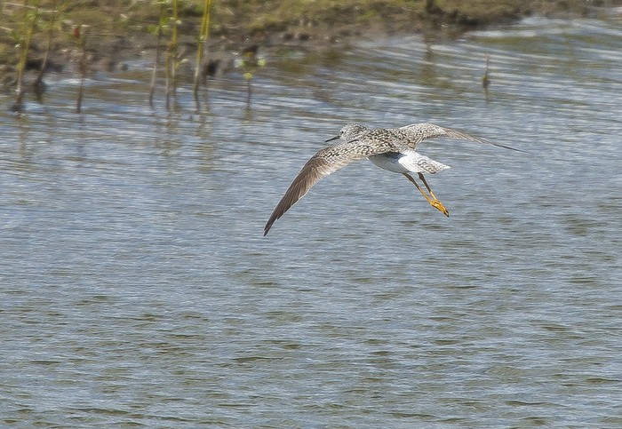 Lesser Yellowlegs