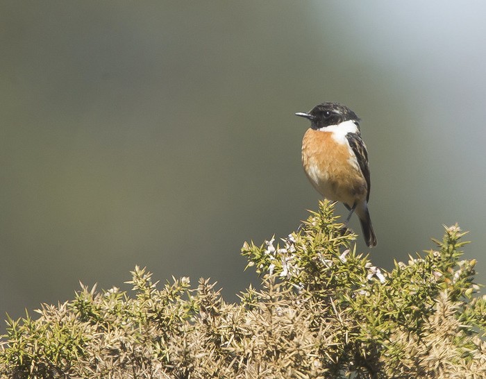 Stonechat