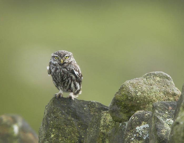 Little Owl
