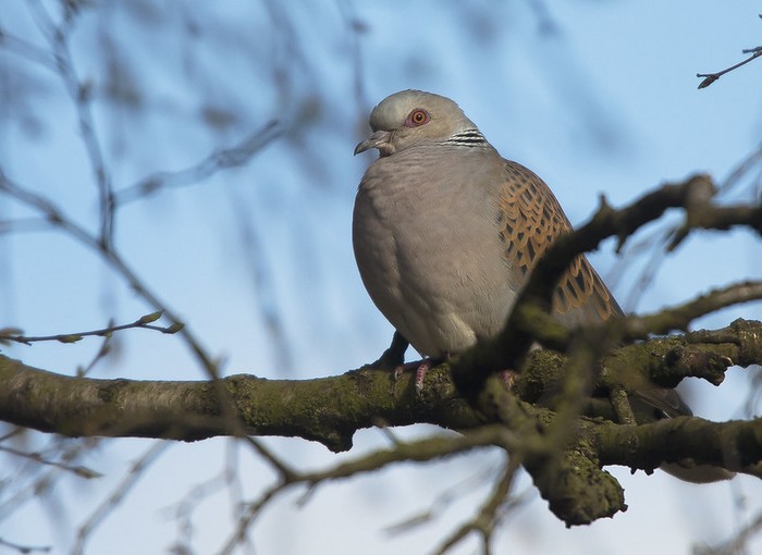 Turtle Dove