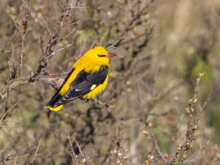 Golden Oriole
