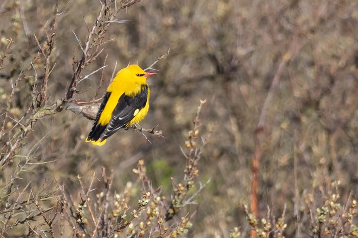 Golden Oriole