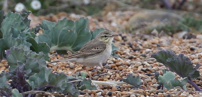 Tawny Pipit