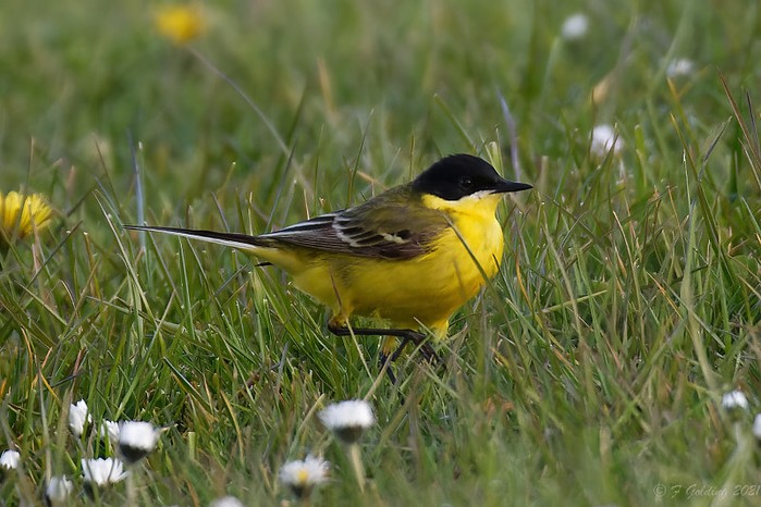 Grey-headed Wagtail