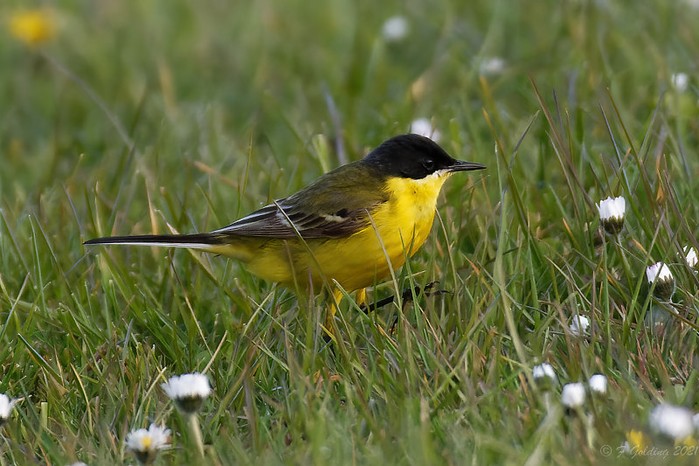 Grey-headed Wagtail