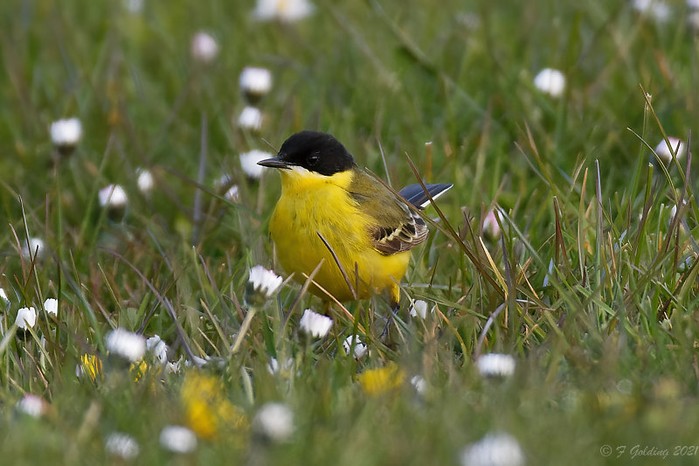 Grey-headed Wagtail