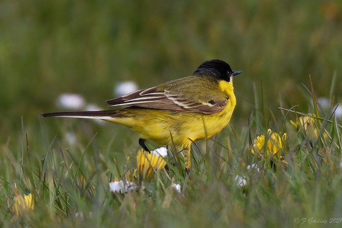 Grey-headed Wagtail