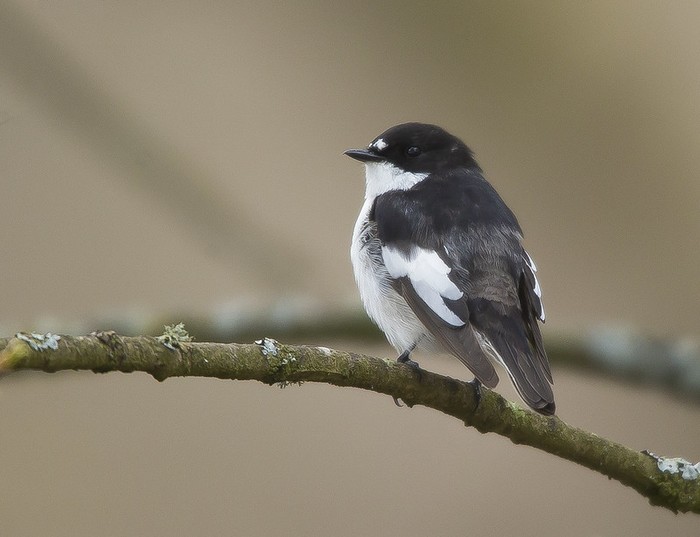 Pied Flycatcher