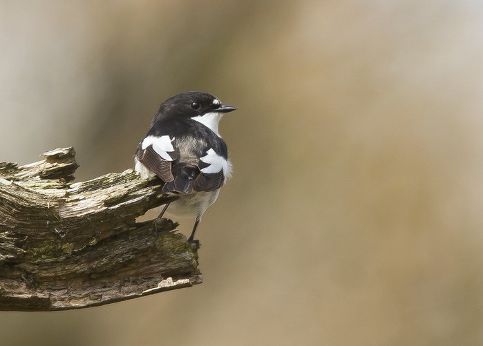 Pied Flycatcher