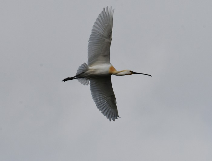 Spoonbill