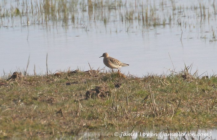 Buff-breasted Sandpiper