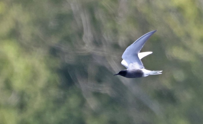 Black Tern