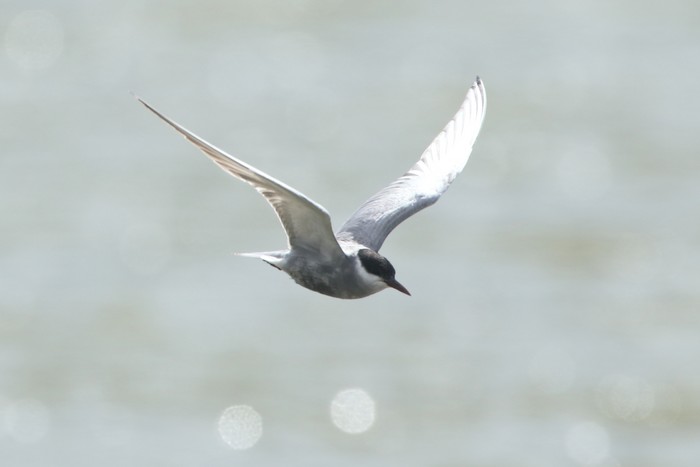 Whiskered Tern