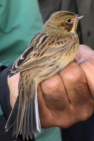 Chestnut-eared Bunting
