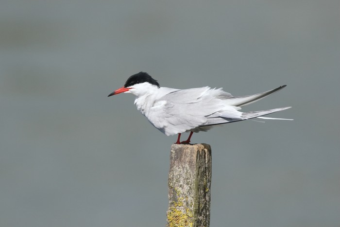 Common Tern