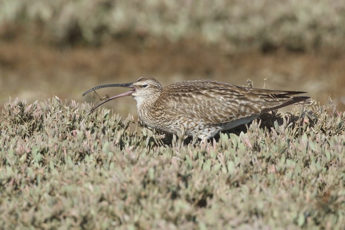 Whimbrel