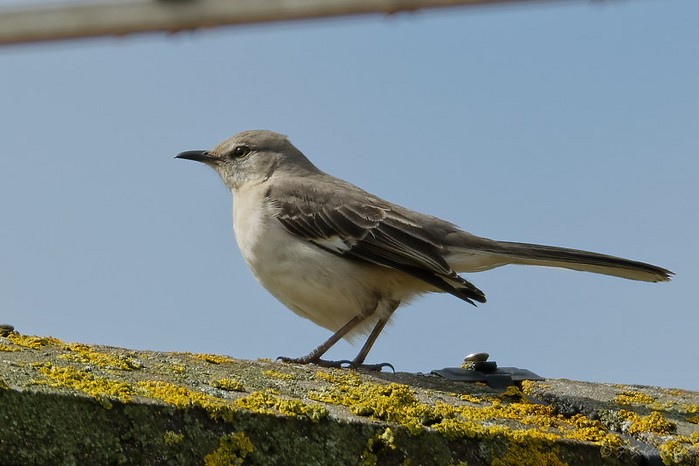 Northern Mockingbird