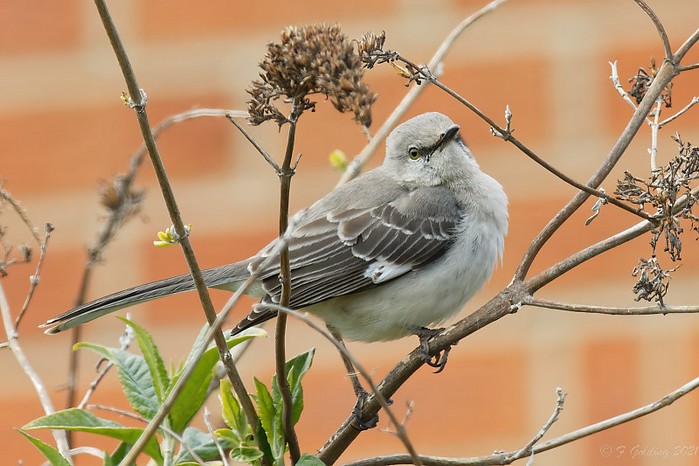 Northern Mockingbird