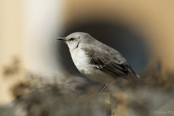 Northern Mockingbird